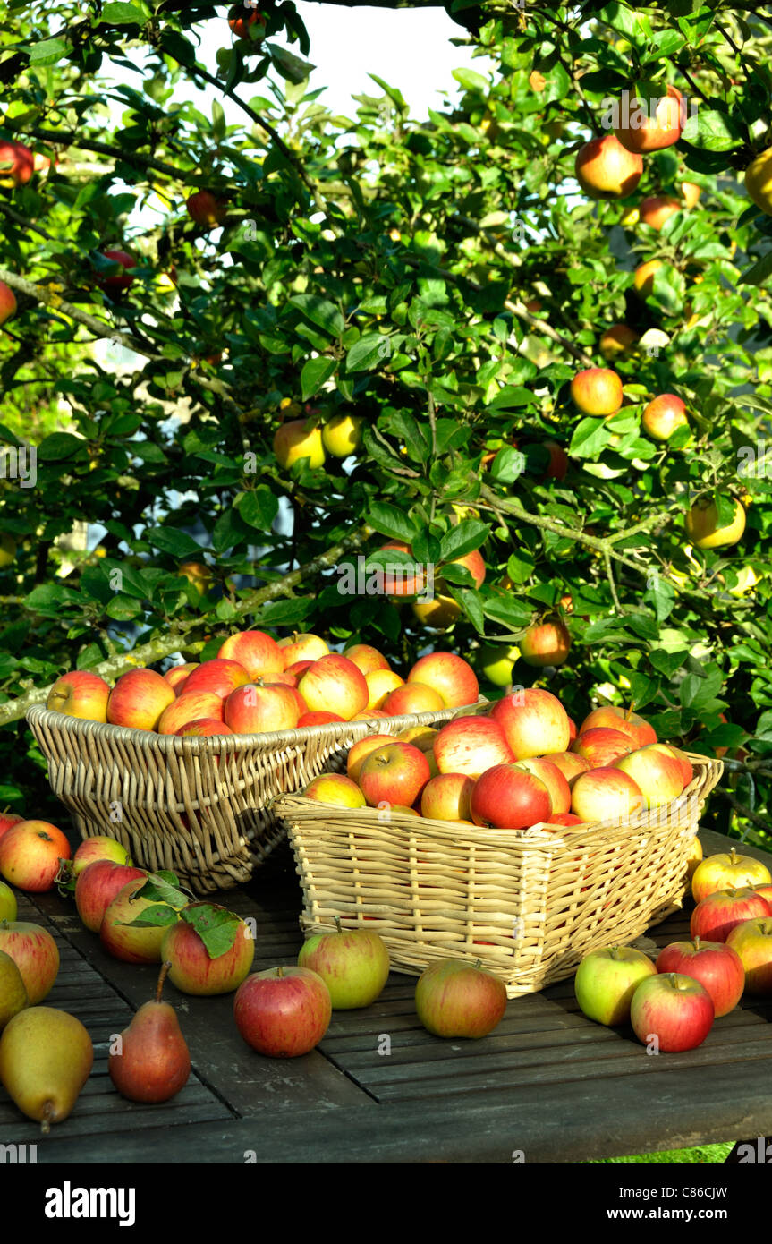Il raccolto di mele : Regina Pippin (malus domestica), Suzanne 's giardino, Le Pas, Mayenne, Pays de la Loire, Francia. Foto Stock