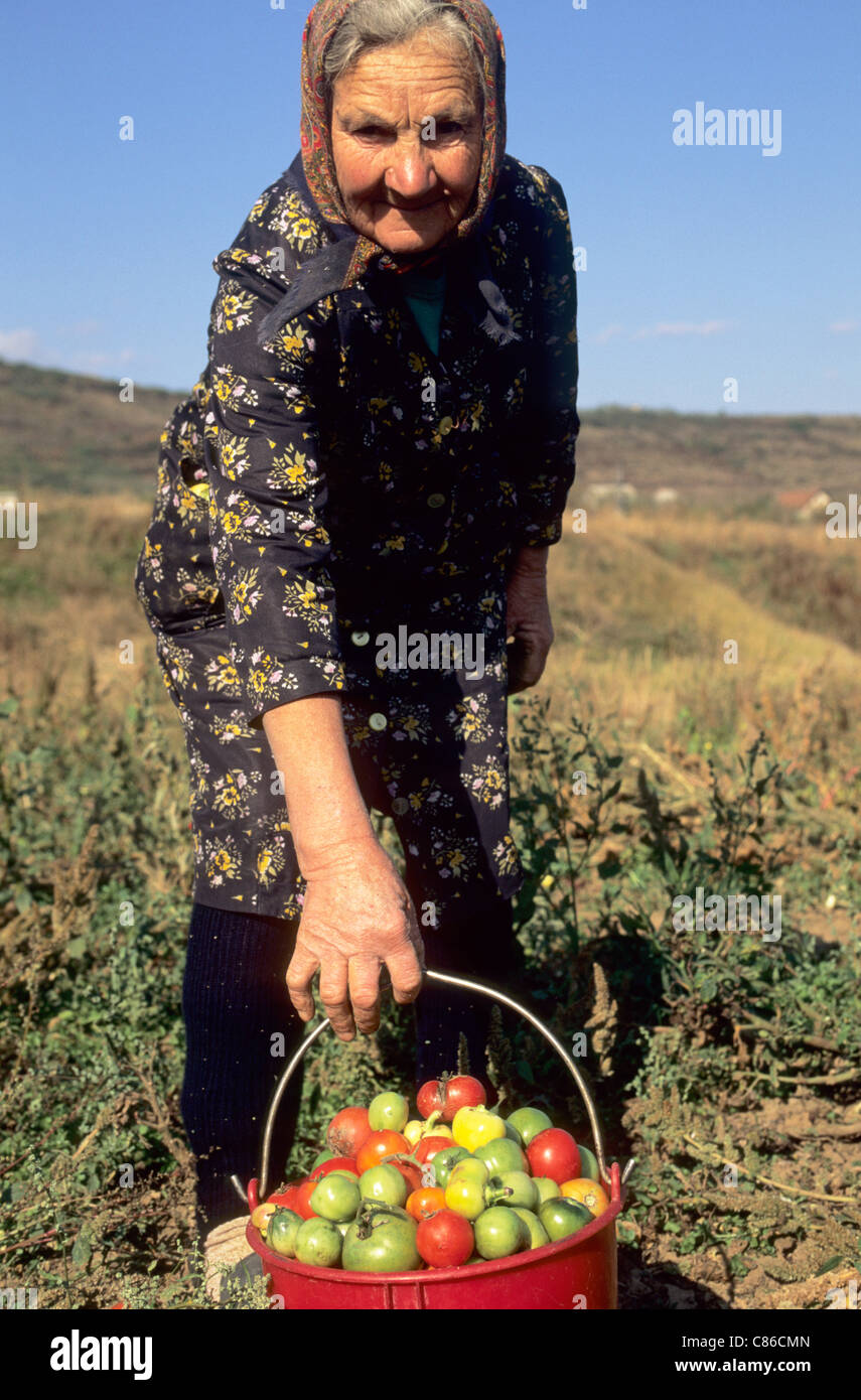 Ungheria. Vecchia donna piegamenti, tenendo in mano un secchio pieno zeppo di pomodori. Foto Stock