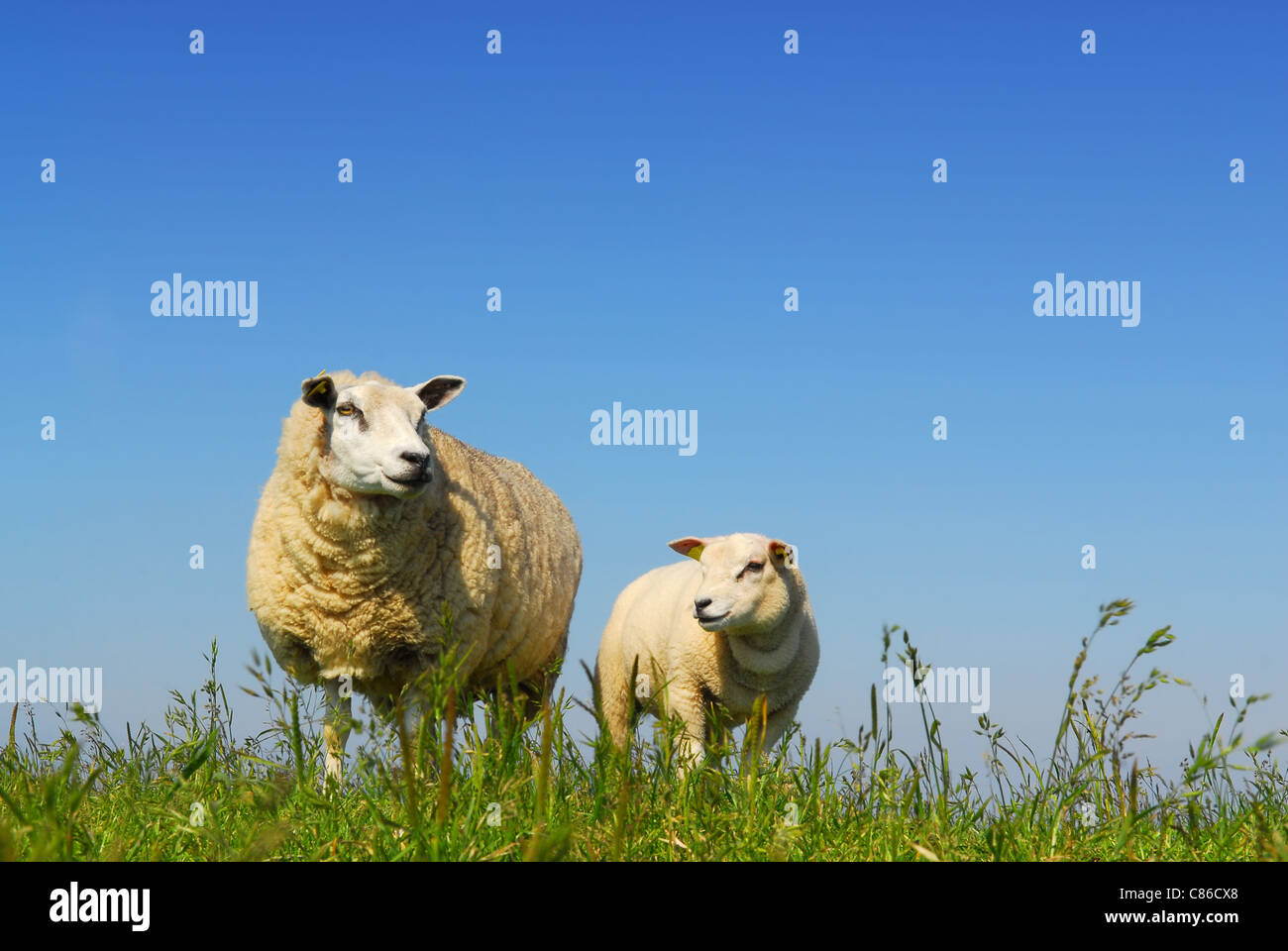 Little Lamb e madre pecora su erba verde con cielo blu su sfondo isola olandese di Texel Foto Stock