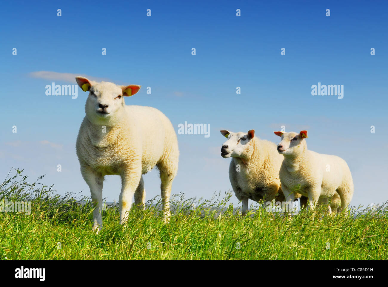 Tre piccoli agnelli su isola di Texel, famoso per la sua lana in Olanda Foto Stock