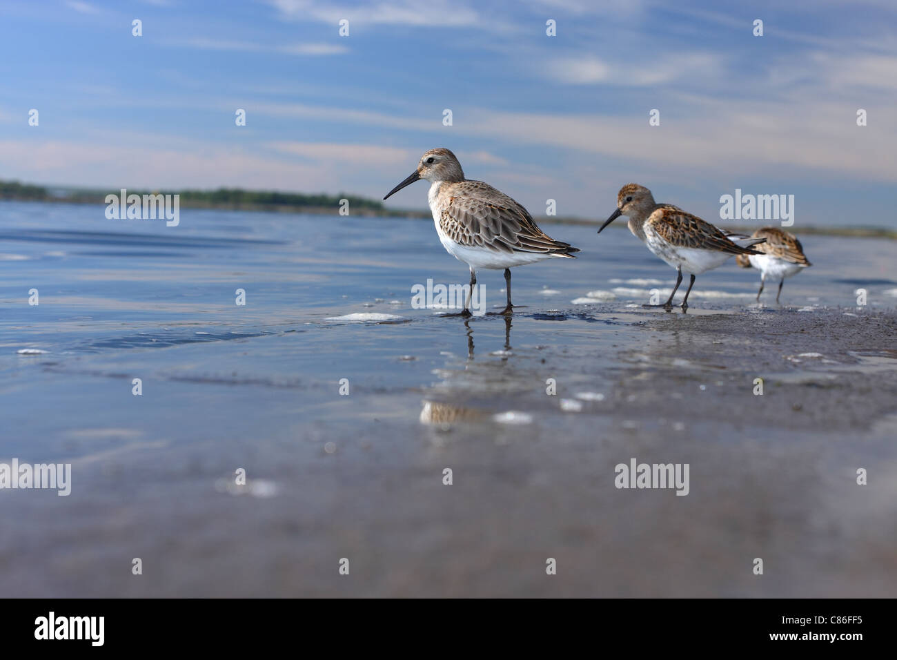 Tre Dunlins sulla riva Foto Stock