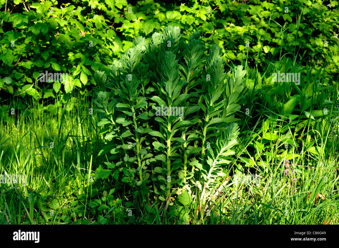 Appariscente stonecrop (Sedum spectabile) Foto Stock