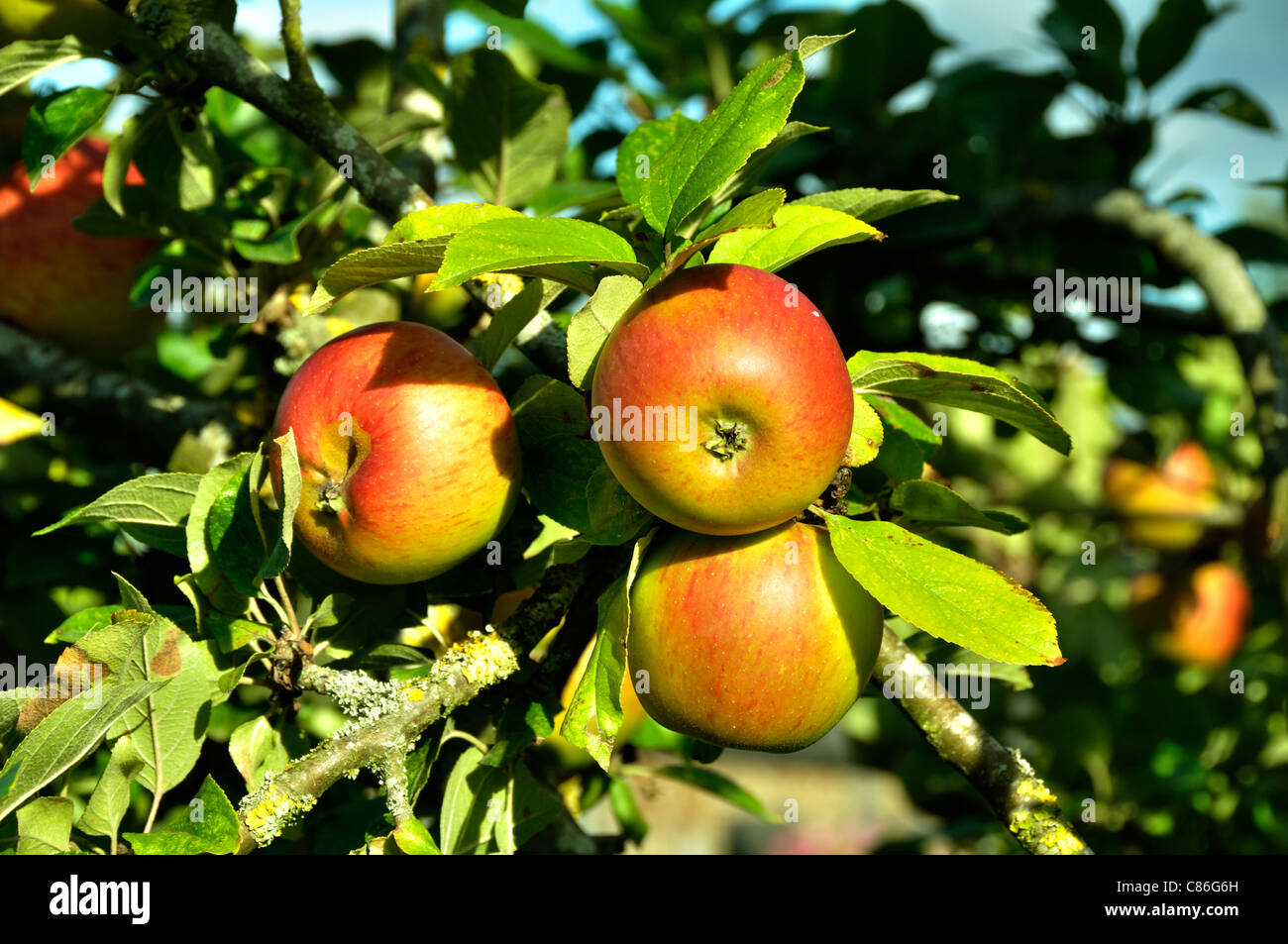 Le mele sulla filiale : Regina Pippin (malus domestica), Suzanne 's giardino, Le Pas, Mayenne, Pays de la Loire, Francia. Foto Stock