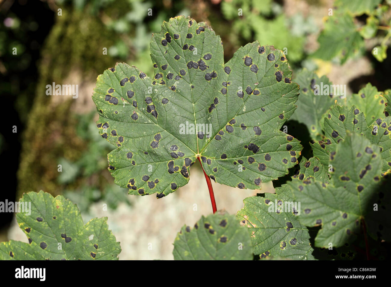 Foglie di acero Acer pseudoplatanus con la macchia di catrame fungo Rhytisma acerinum REGNO UNITO Foto Stock
