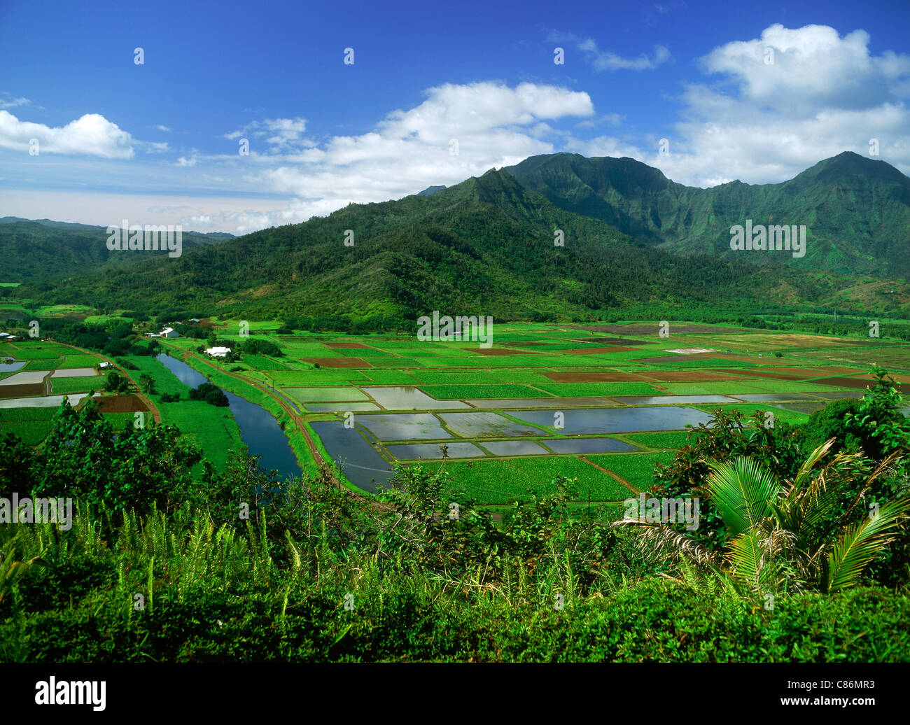 Le piantagioni di Taro Colocasia esculenta sull isola di Kauai nelle Hawaii Foto Stock