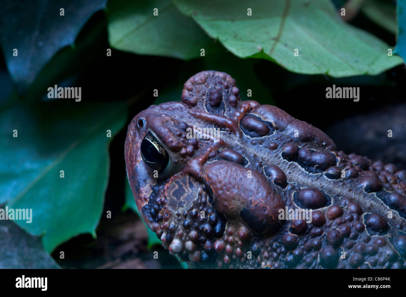 Close-up di un rospo americano. Foto Stock