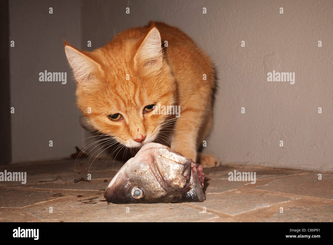 Un gatto randagio ha un inaspettato la cena di una testa di pesce. In tutta la Grecia ci sono milioni di gatti randagi e altri animali. Foto Stock