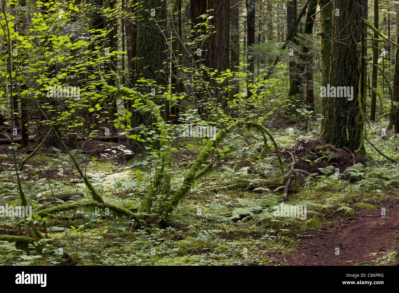 La foresta vergine con alberi ad alto fusto Foto Stock