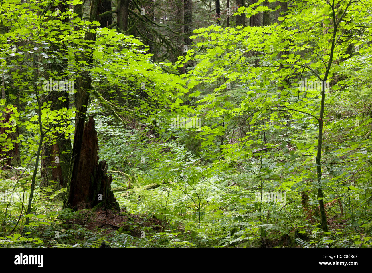 La foresta vergine con alberi ad alto fusto Foto Stock