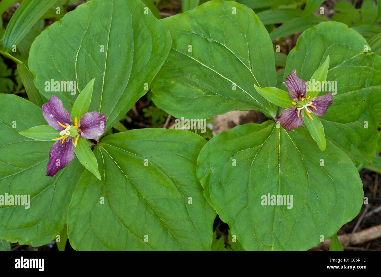 Western Wake Robin, Pacific Trillium o Western White Trillium, Trillium ovatum Foto Stock