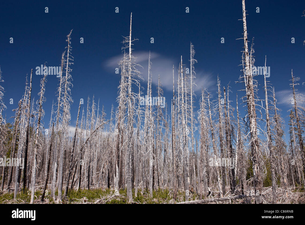 Bruciato la foresta di conifere - principalmente Lodgepole pino - sulle pendici del tre-dita Jack, cascate, Montagne, Oregon, Stati Uniti d'America Foto Stock