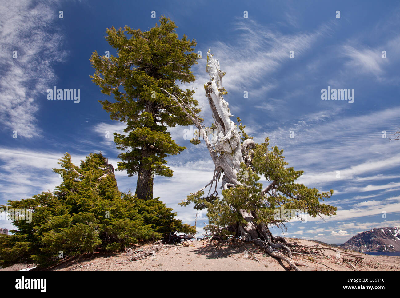 Bianco antico corteccia di pino, Pinus albicaulis e montagna la cicuta, Tsuga mertensiana al parco nazionale di Crater Lake, Oregon Foto Stock