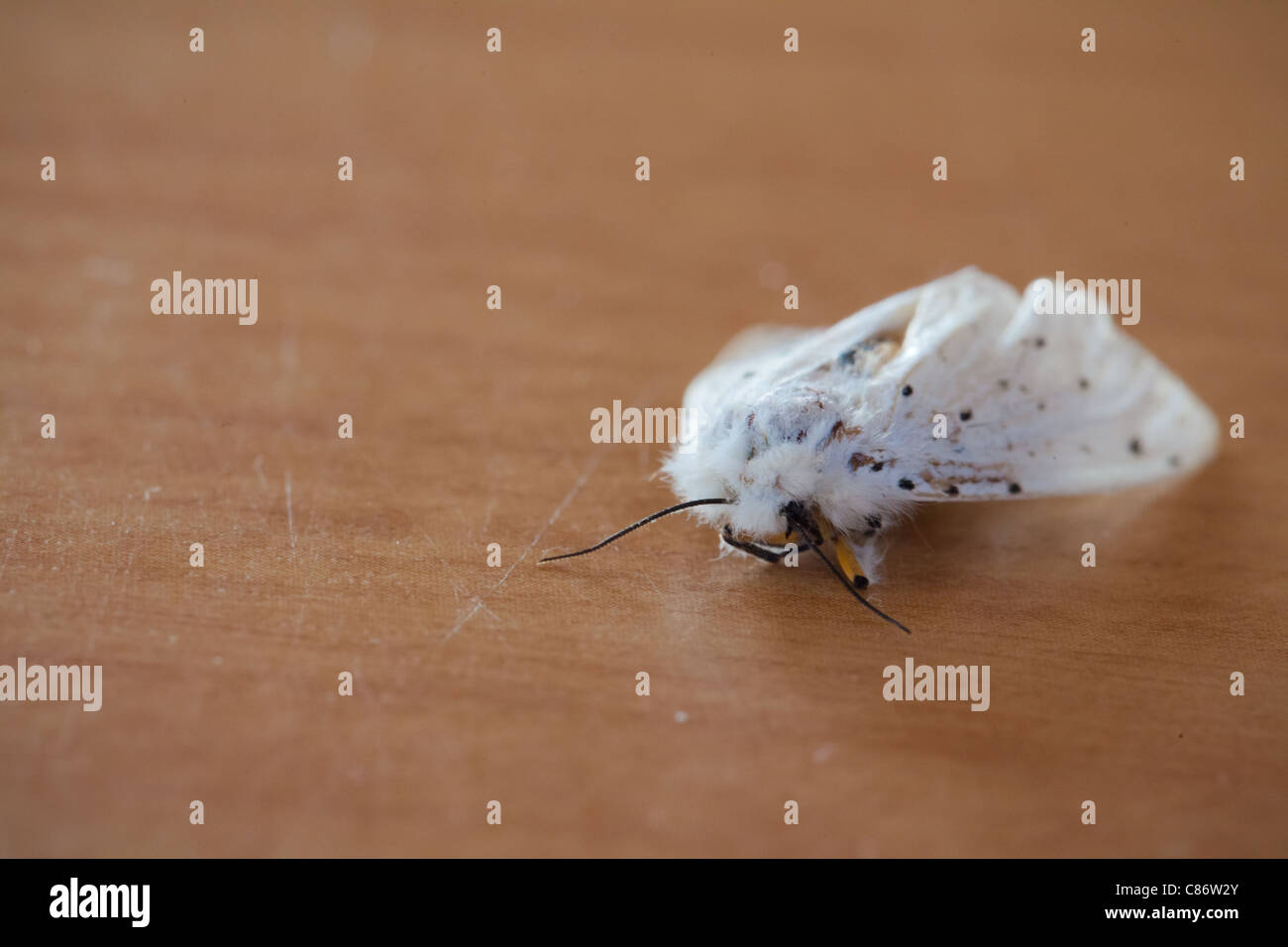 Ermellino bianco moth seduto su una superficie in legno Foto Stock