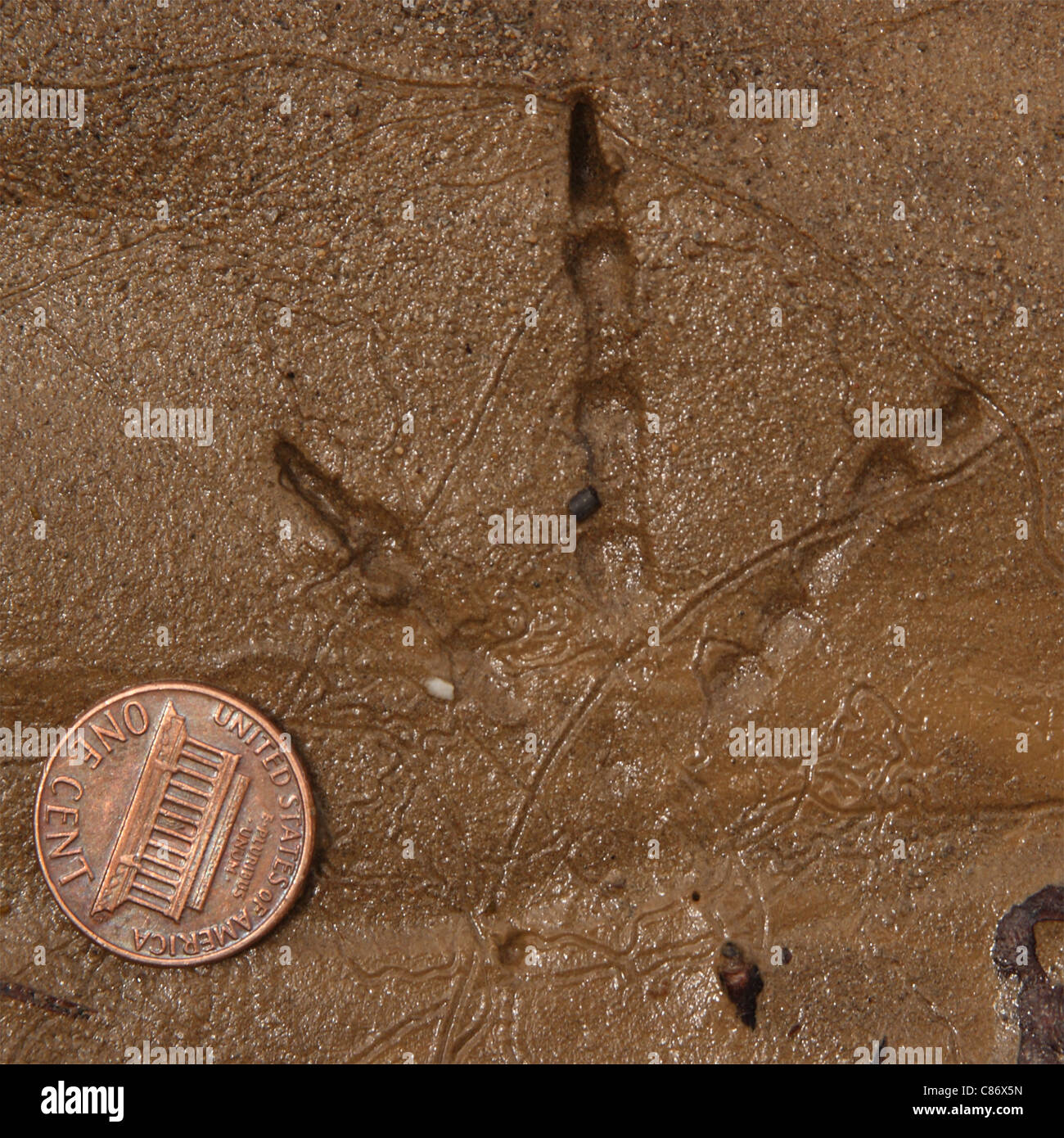La via di una California quaglie in fine di fango con un penny americano per la scala. Foto Stock