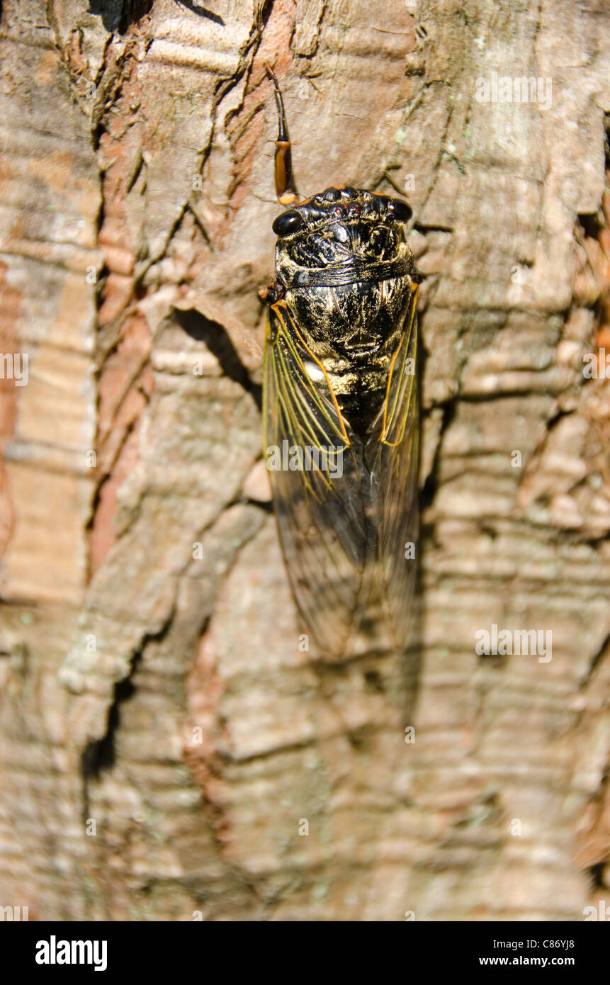 Cicala, cryptotympana facialis, seduto su un albero Foto Stock