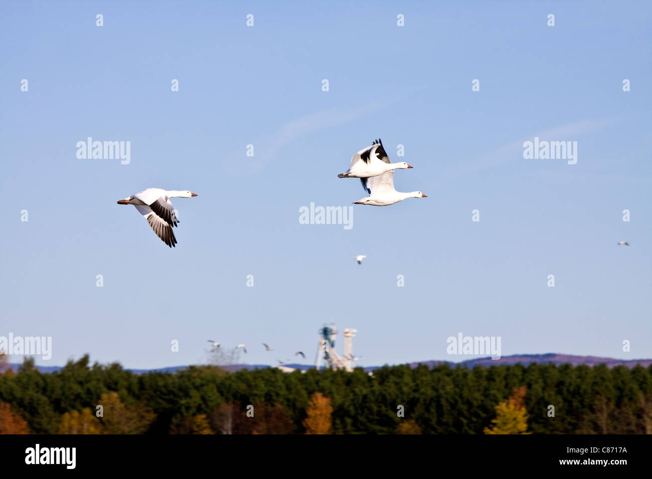Un grande gregge di maggiore Snow Goose, la numerazione di decine di migliaia di uccelli sul serbatoio Baudet,Victoriaville,Quebec,Canada Foto Stock
