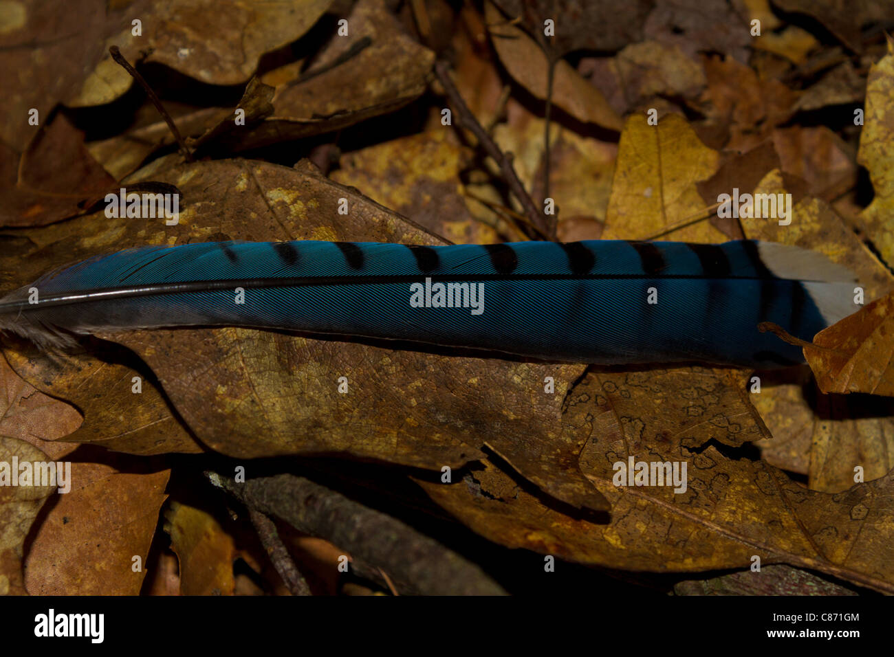 Blue Jay giù sul suolo della foresta Foto Stock