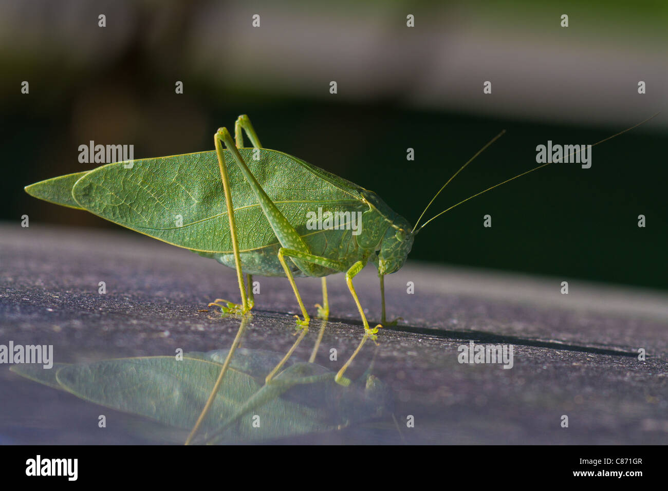 Un primo piano di una leafhopper Foto Stock