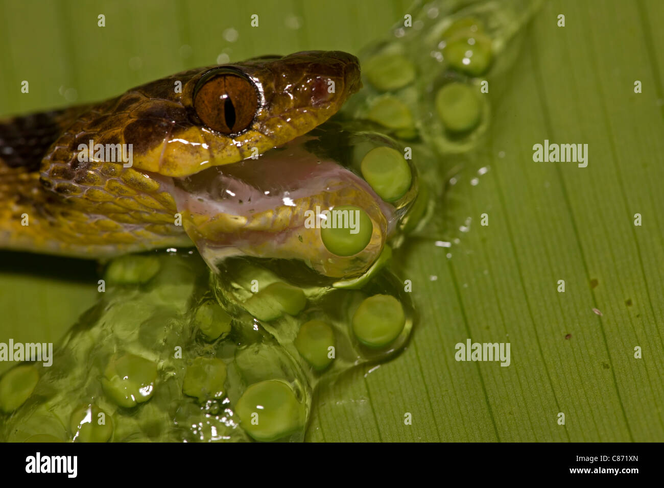 Northern Cat-eyed Snake - (Leptodeira septentrionalis) - mangiare uova di Rana - Costa Rica - foresta pluviale tropicale Foto Stock