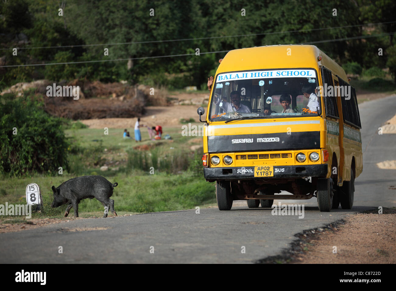 Scuola bus con conducente gesticolando e un maiale nero attraversando la strada in Andhra Pradesh in India del Sud Foto Stock