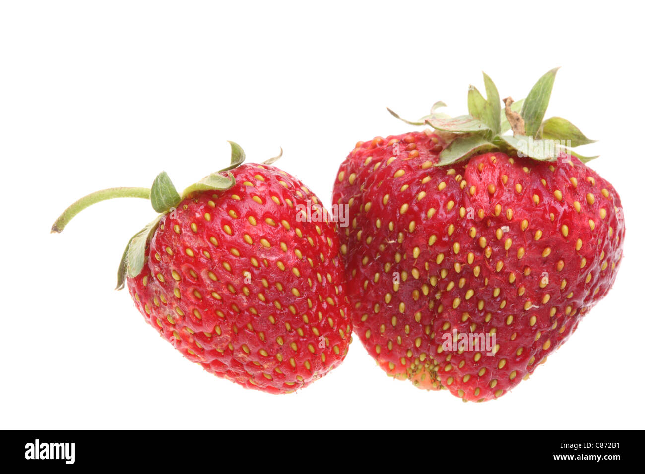 Rosso fresco Fragole isolato su sfondo bianco Foto Stock