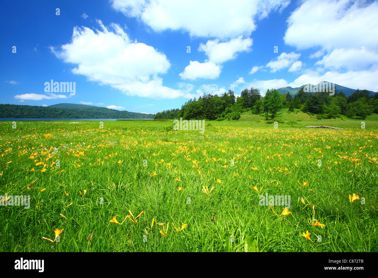 Lily fiori di oze national park Foto Stock