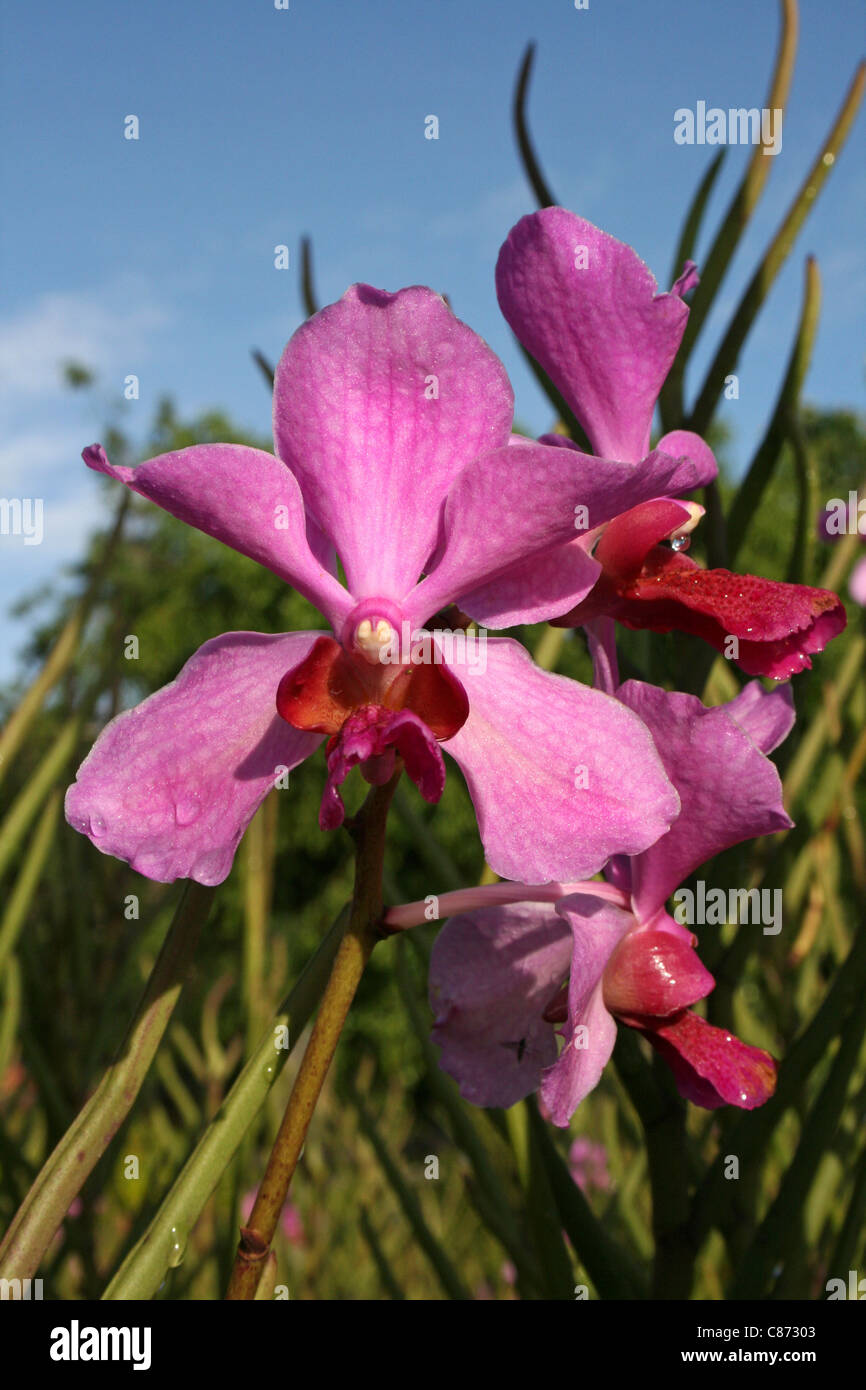 Colore rosa Orchid sull isola di Samosir, Lago Toba, Sumatra Foto Stock