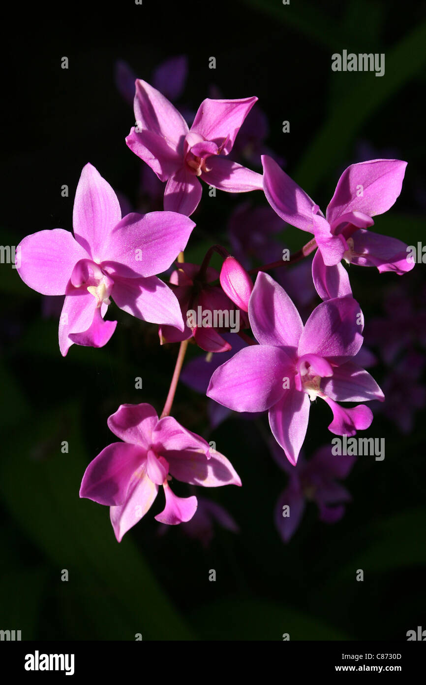 Colore rosa orchidee di Bali Foto Stock