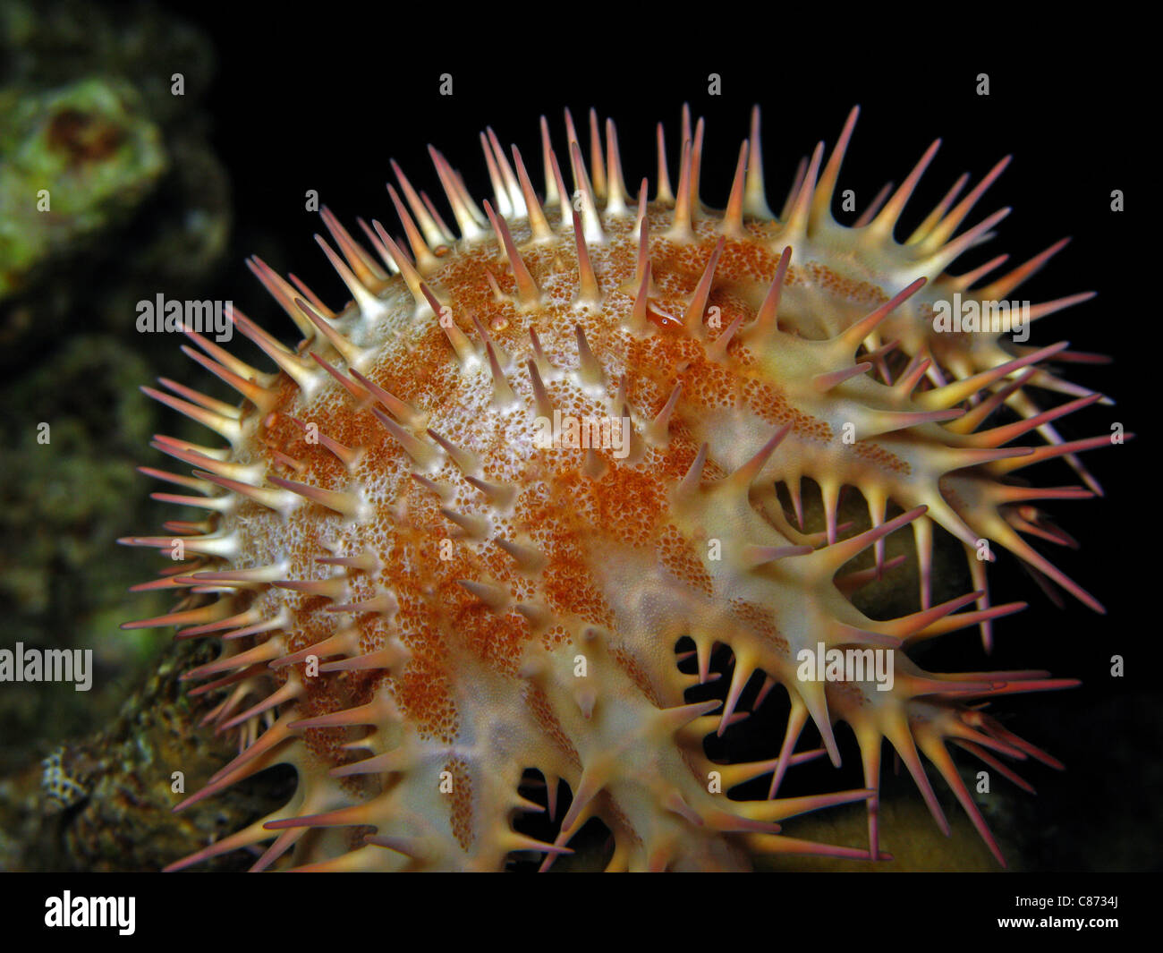 La corona di spine Stella di Mare - Acanthaster planci Foto Stock