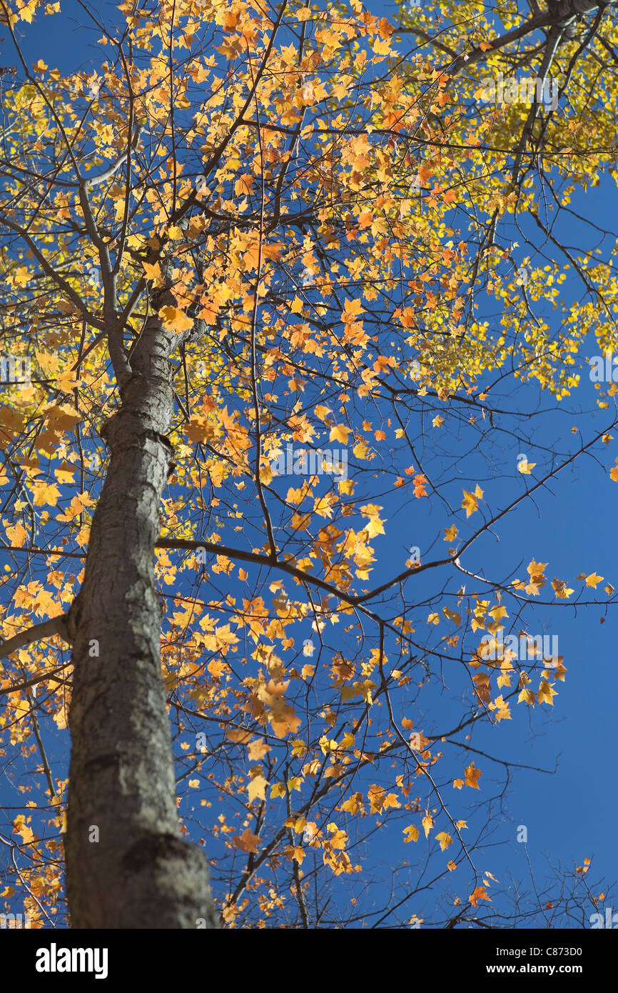 Albero in autunno, Mont-Tremblant , Quebec, Canada Foto Stock