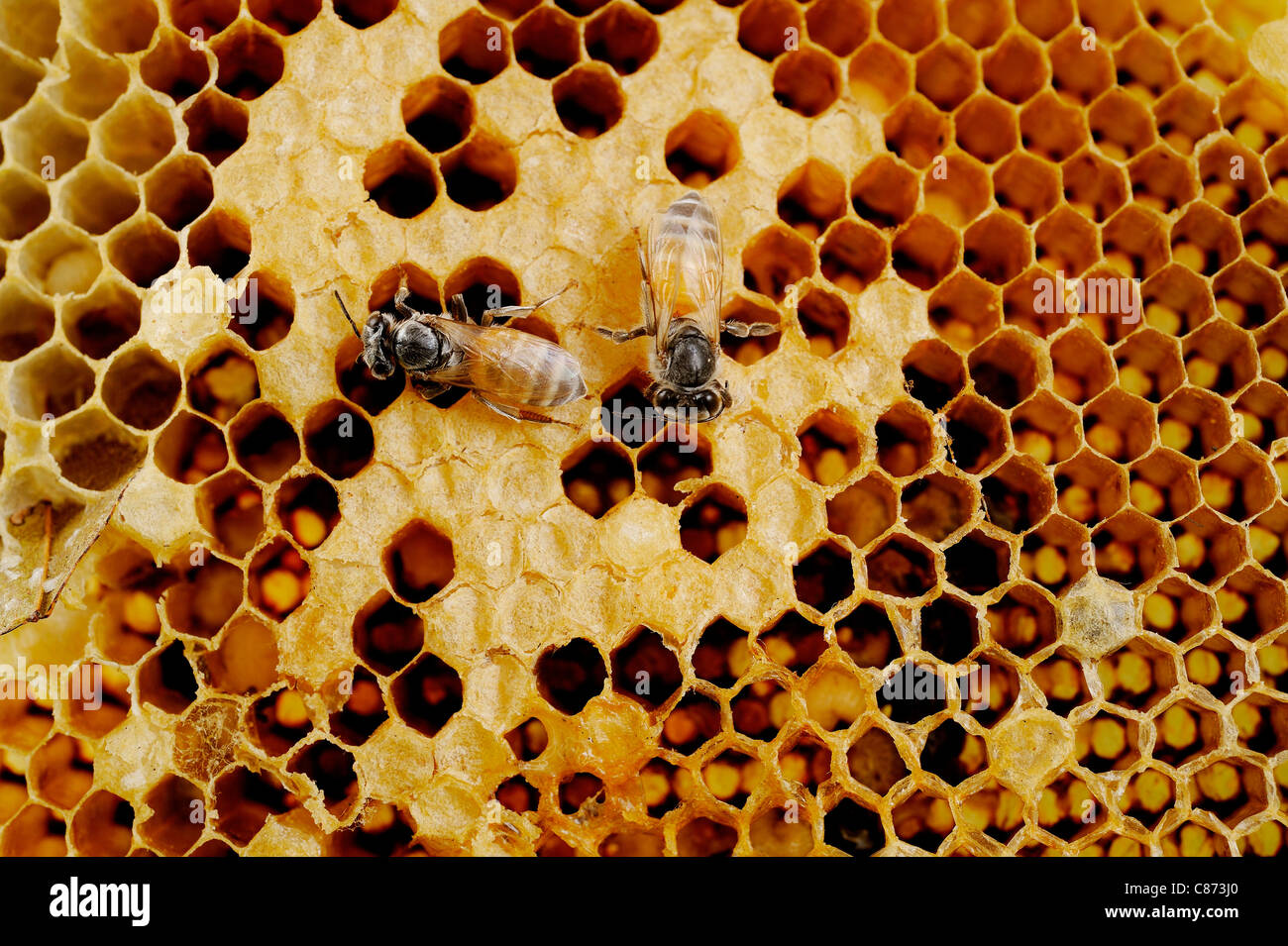 Ape su honeycomb Foto Stock