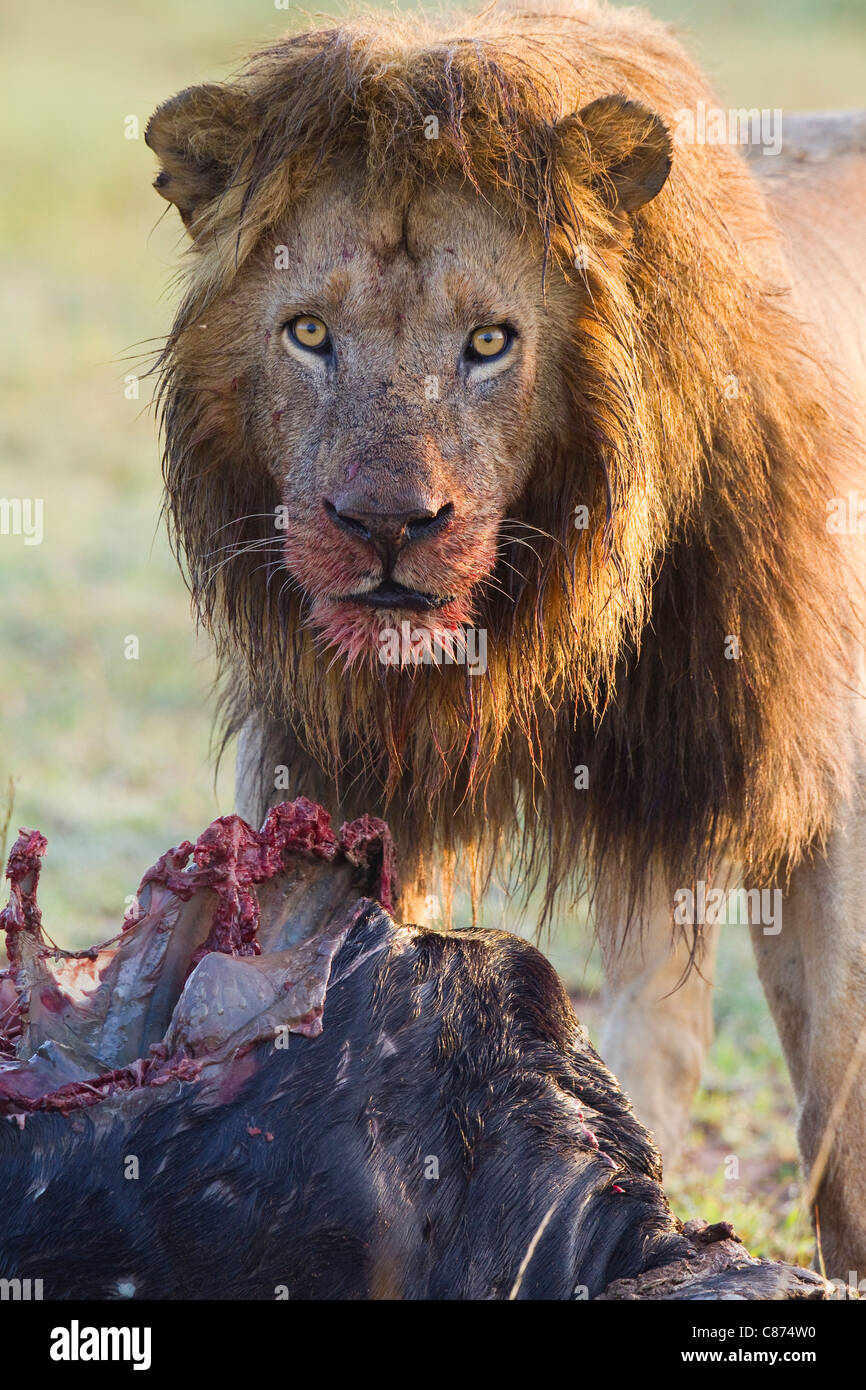 Leone maschio con Kill, Masai Mara riserva nazionale, Kenya Foto Stock