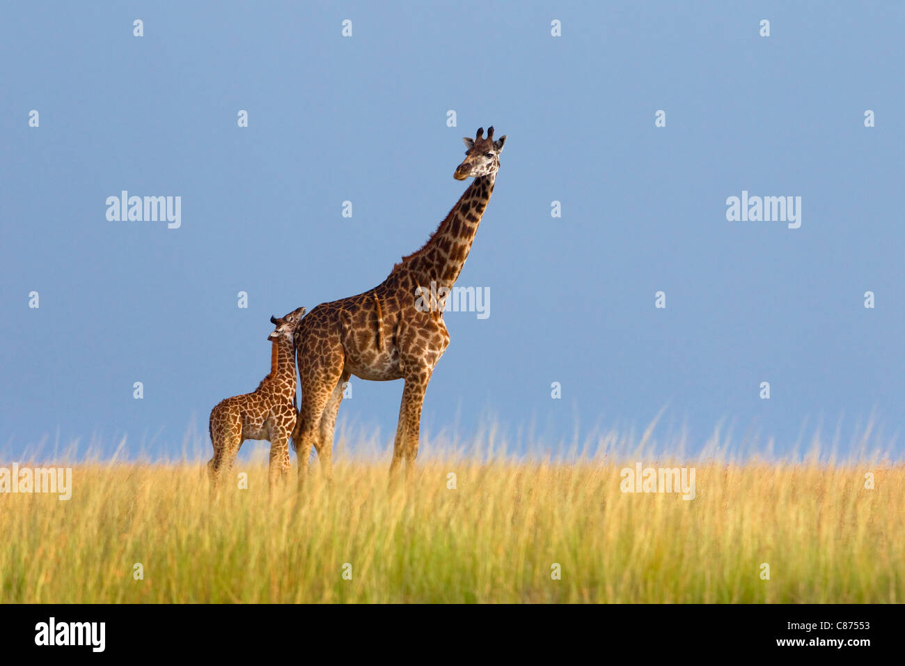 Masai Giraffe con vitello, Masai Mara riserva nazionale, Kenya Foto Stock