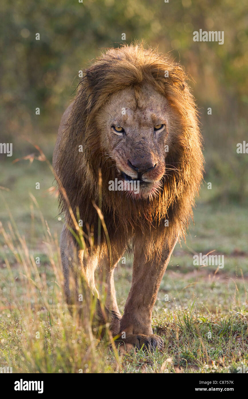 Maschio di leone, Masai Mara riserva nazionale, Kenya Foto Stock