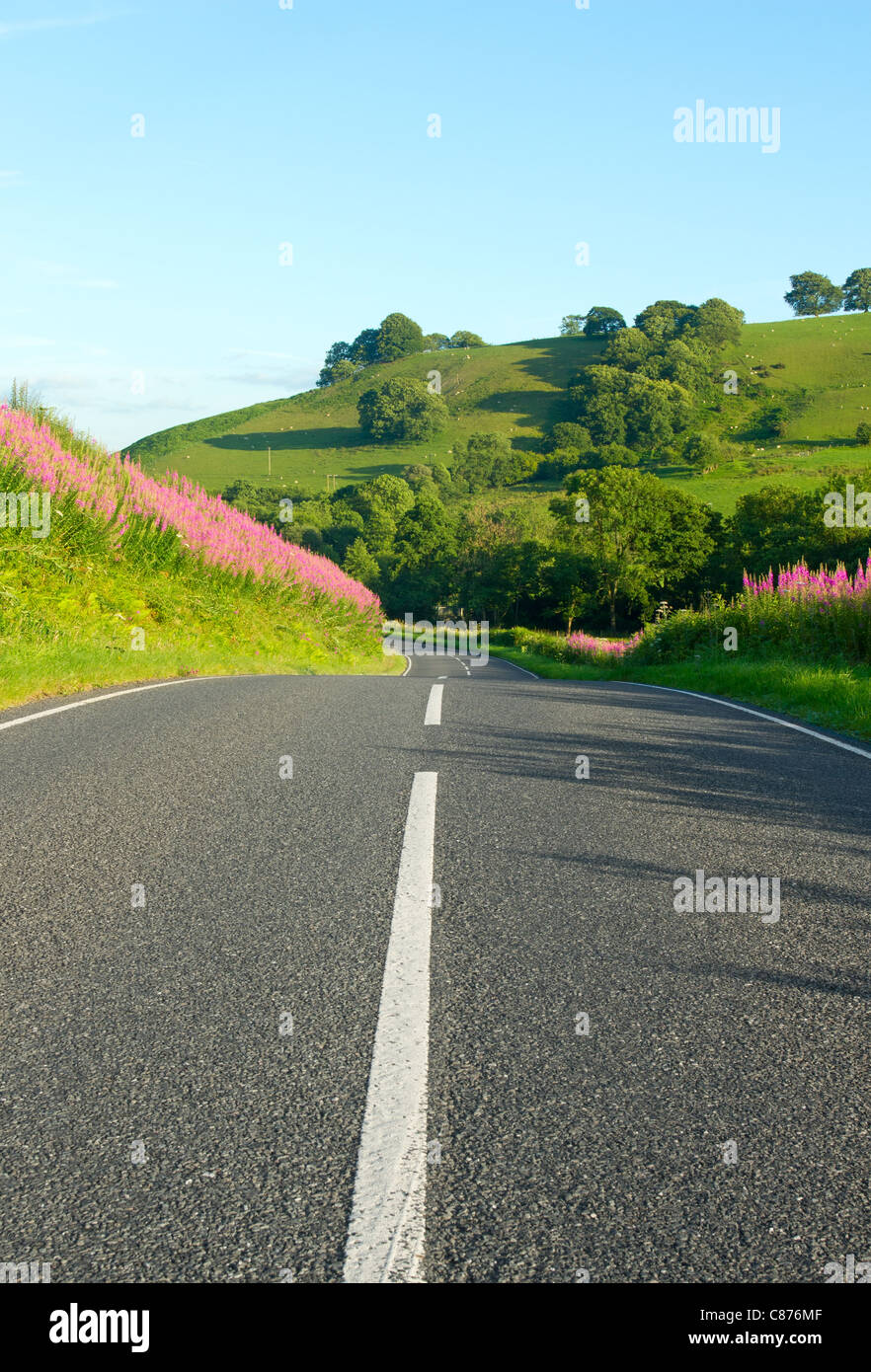 Una strada di campagna nel Galles con rosebay willowherb sconfinano. Foto Stock