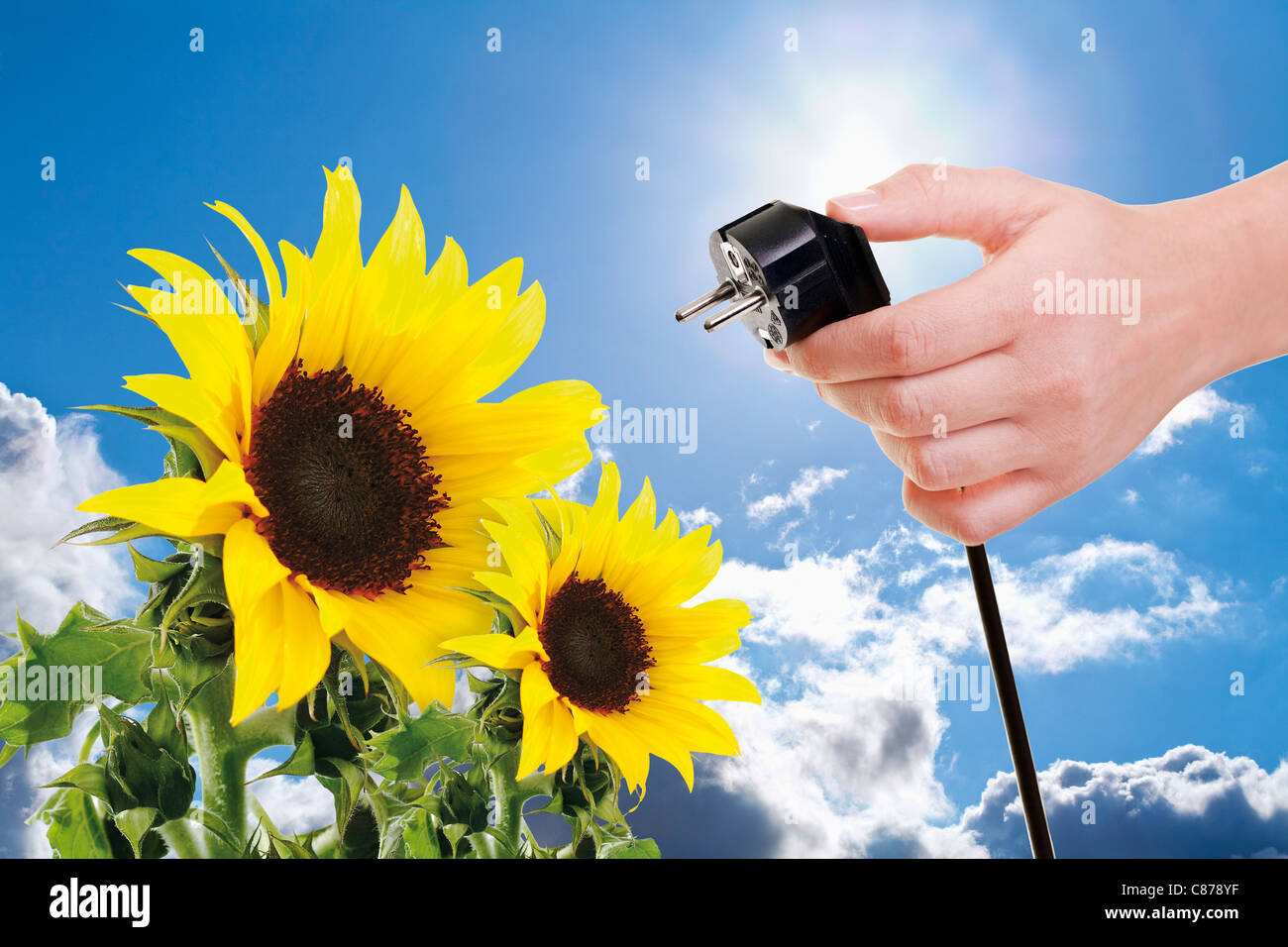 Mano di donna azienda spina di alimentazione accanto a girasoli contro il cielo blu e sole, close up Foto Stock