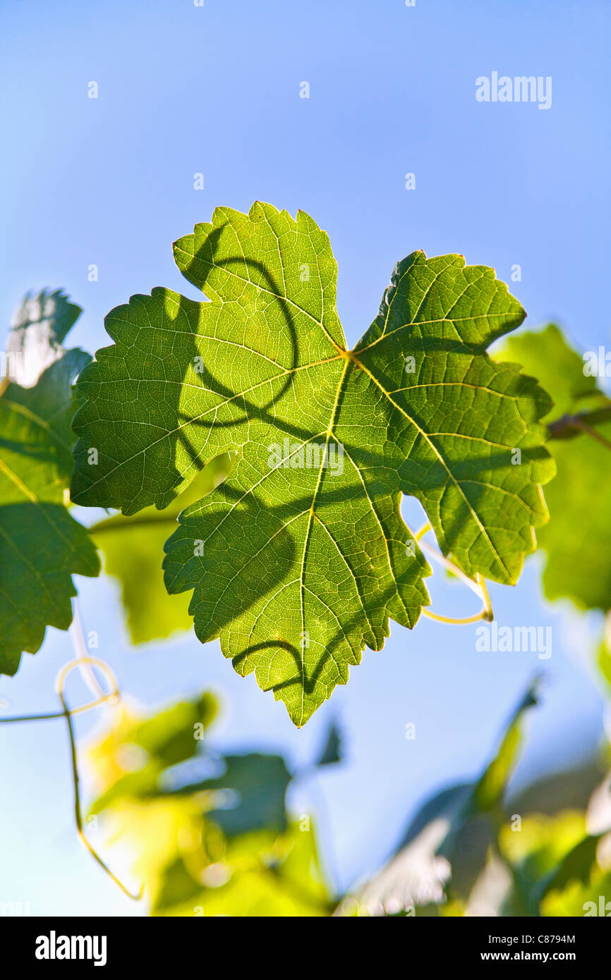 Germania, Close up di foglia di vite contro sky Foto Stock