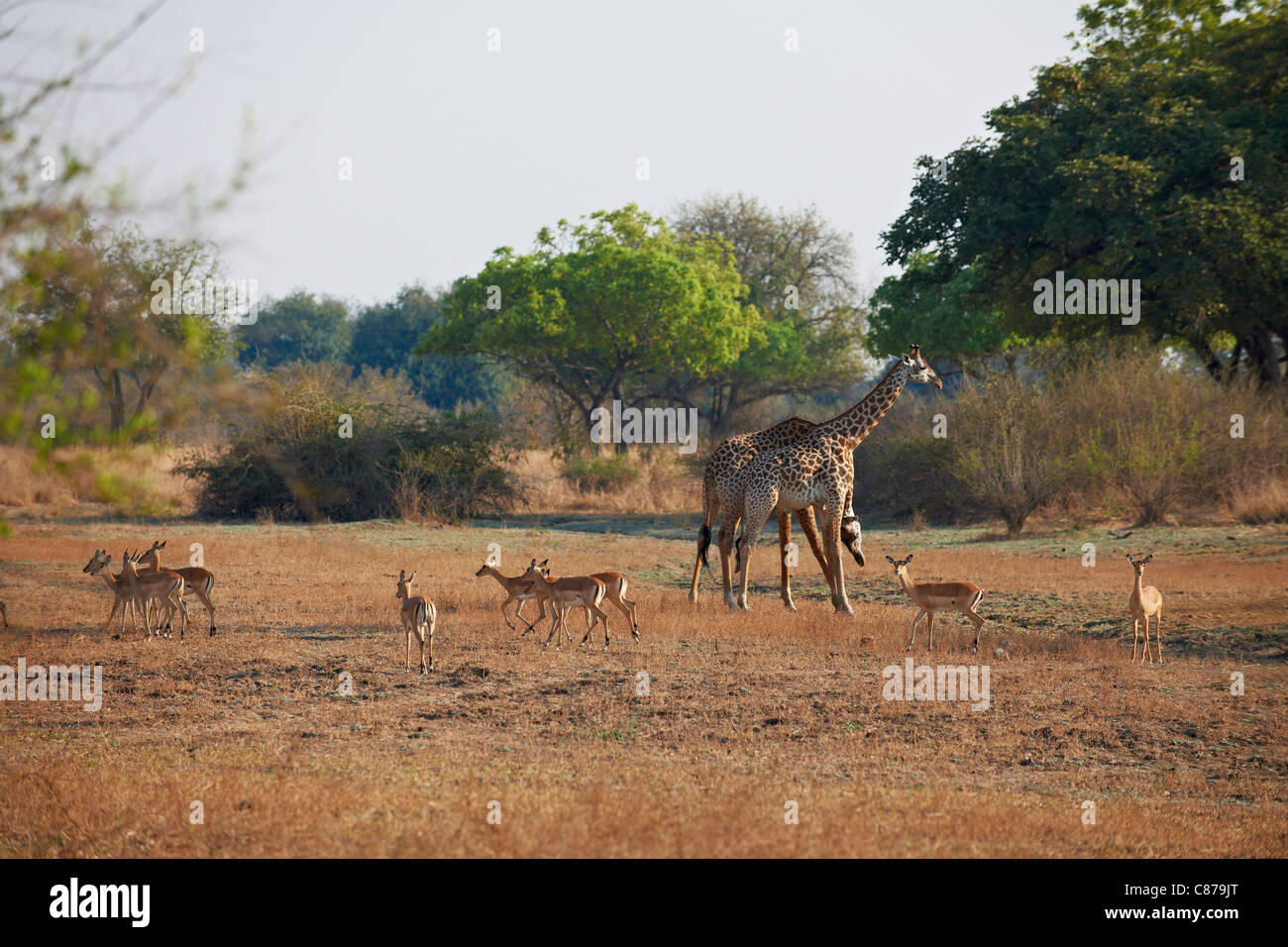 Thornicroft Giraffe e impala, Giraffa camelopardalis thornicrofti, South Luangwa National Park, Zambia, Africa Foto Stock