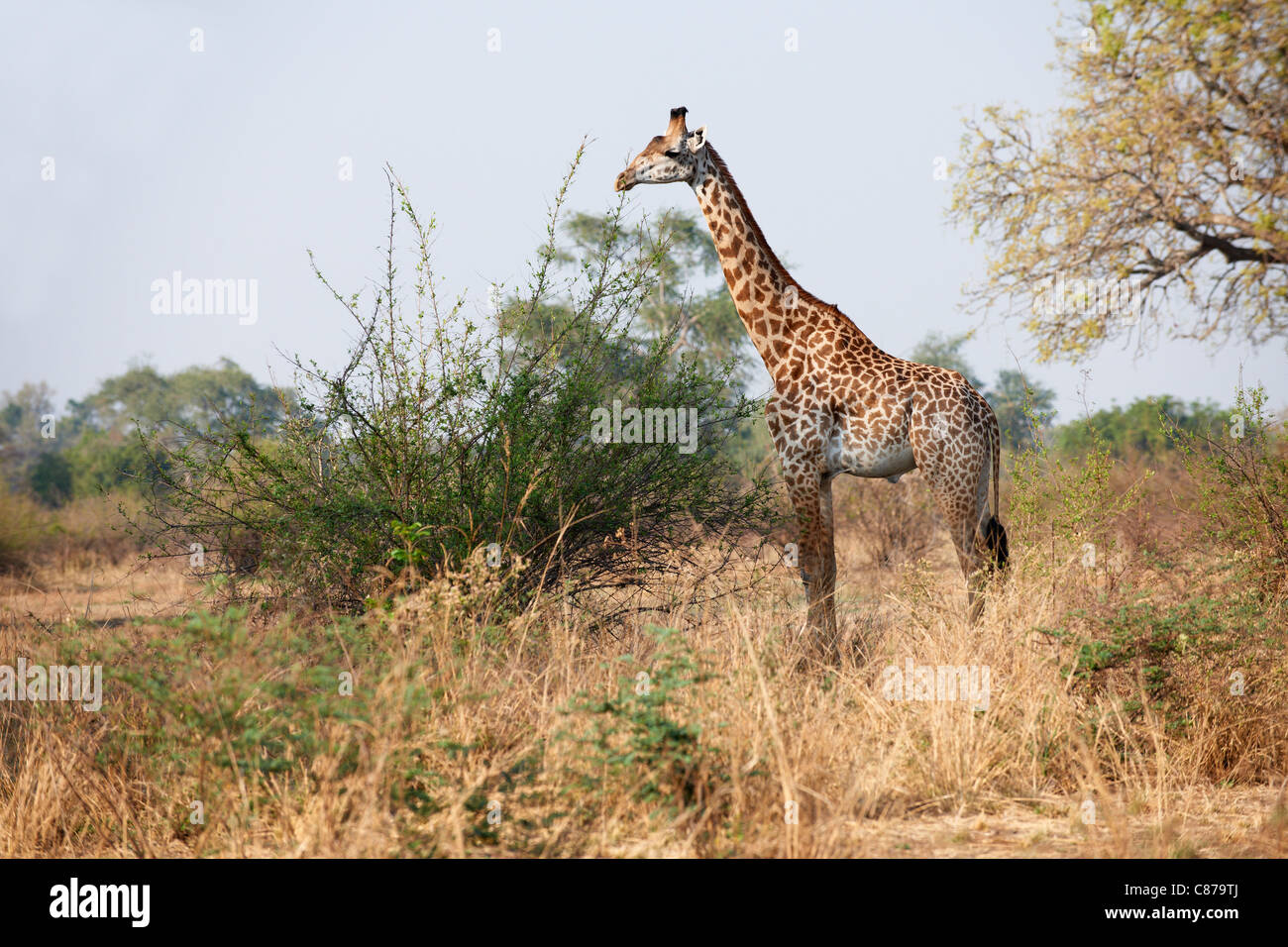 Thornicroft Giraffe, Giraffa camelopardalis thornicrofti, South Luangwa National Park, Zambia, Africa Foto Stock