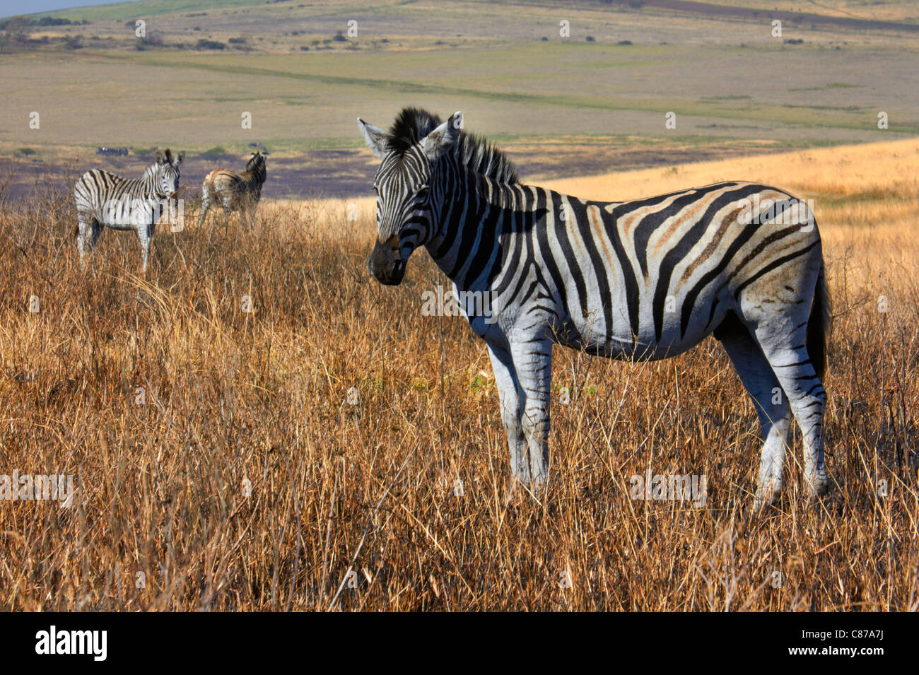Zebra in Tala Game Reserve, vicino a Pietermaritzburg, KwaZulu-Natal, in Sudafrica. Foto Stock