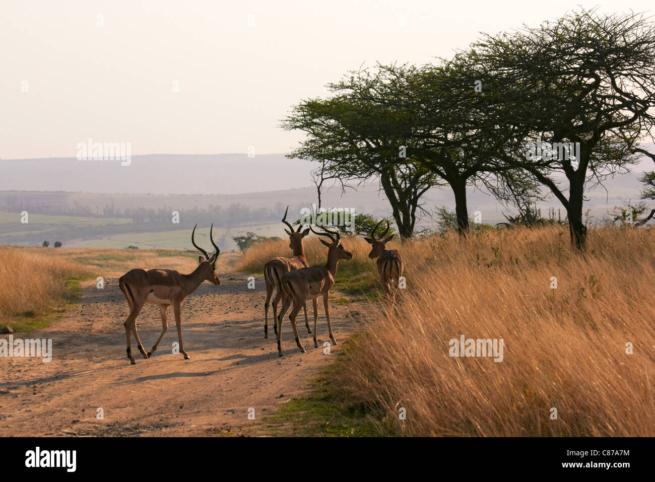 Impala in Tala Game Reserve, vicino a Pietermaritzburg, KwaZulu-Natal, in Sudafrica. Foto Stock