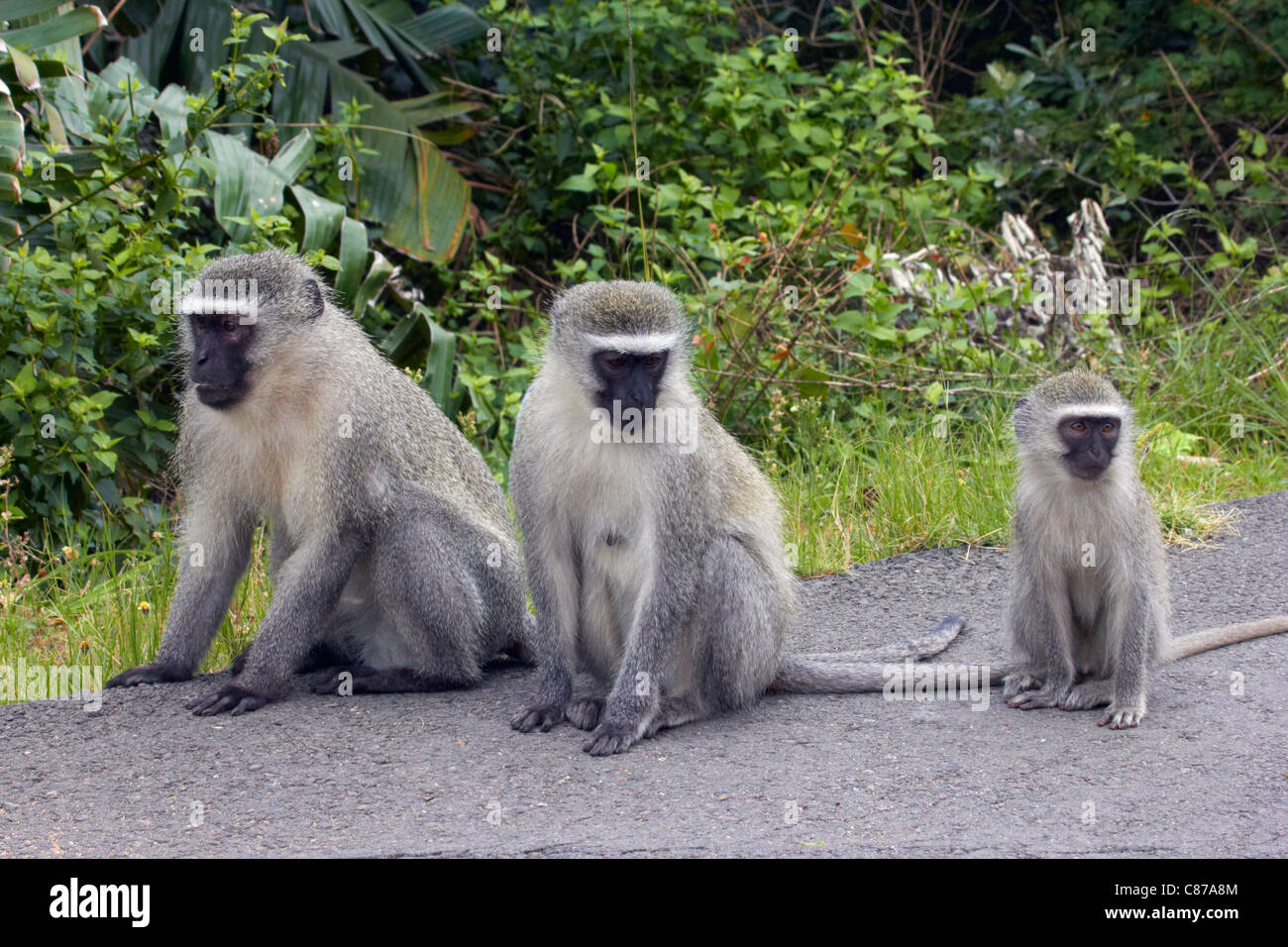Le scimmie Vervet wild in strada. Amanzimtoti, KwaZulu-Natal, in Sudafrica. Foto Stock