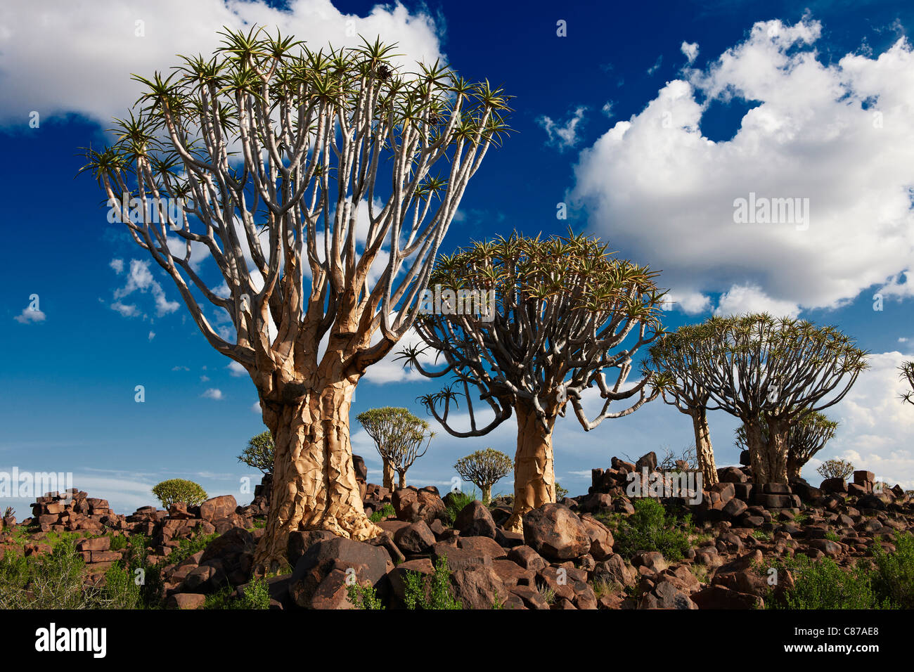 Per Quiver tree forest, Aloe dichotoma, Azienda Agricola Garas, Mesosaurus Sito fossile, Keetmanshoop, Namibia, Africa Foto Stock