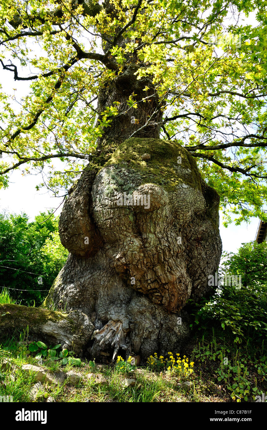 "Le Chêne " parfait : originale quercia circolare a piedi di Moulin Foulon, la fosse Arthour (Manche, Normandia, Francia). Foto Stock