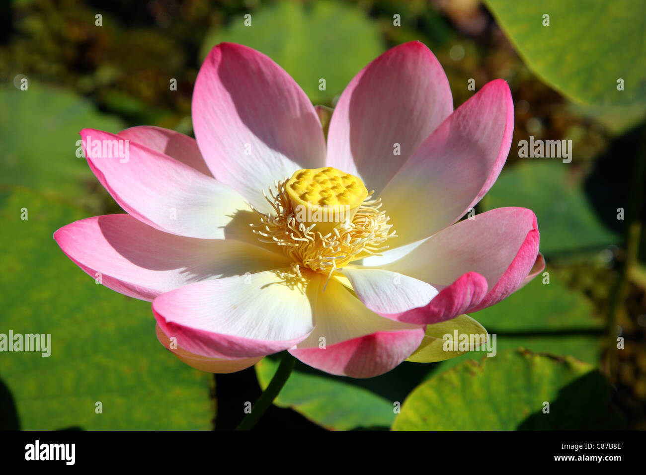 Nelumbo è un genere di piante acquatiche con grandi e vistosi fiori che assomigliano a ninfee, comunemente noto come lotus. Indian lotus. Foto Stock