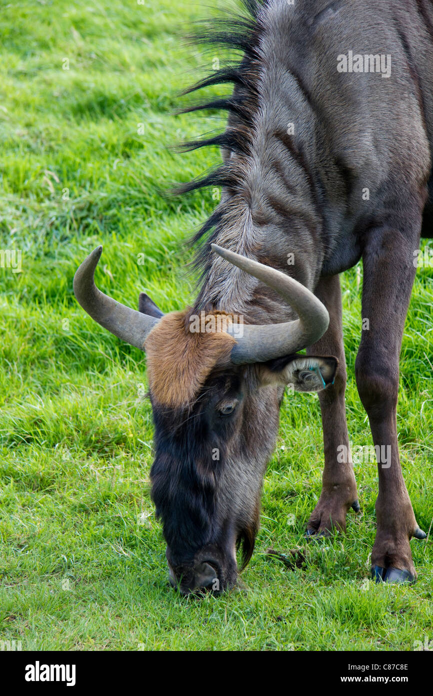 Gnu gnu antilopi Longleat Safari Park Wiltshire, Inghilterra Foto Stock