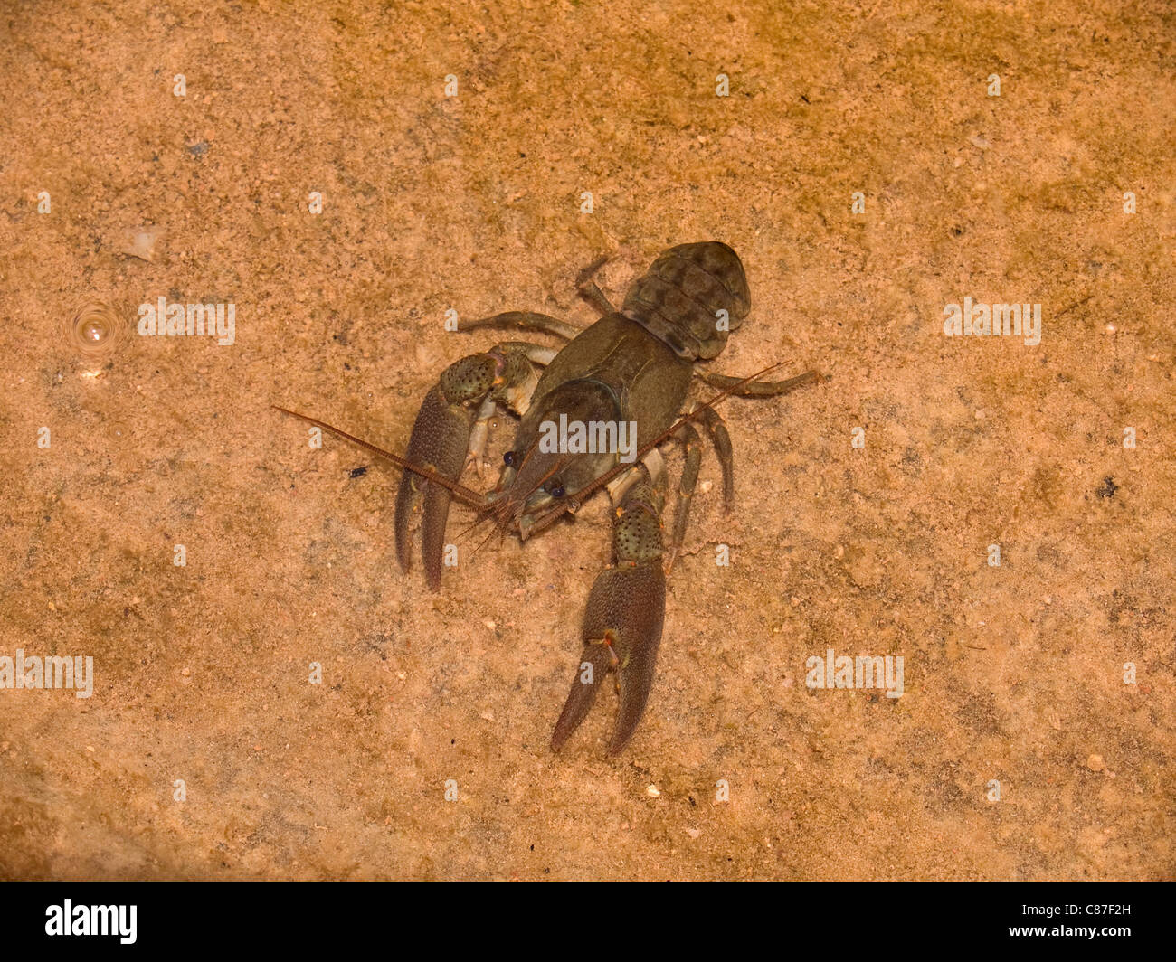 Ritratto orizzontale di bianco europeo artigliato il gambero di fiume, Austropotamobius pallipes. Foto Stock