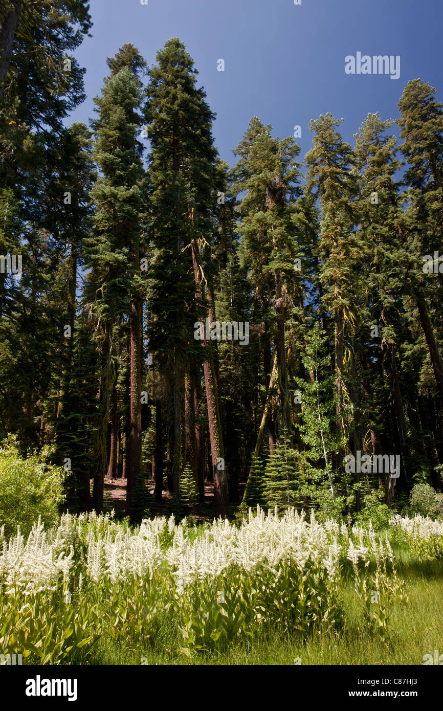 California Veratro nero, o California giglio di mais, Veratrum californicum, in prato umido , Yuma Pass, Sierra Nevada Foto Stock