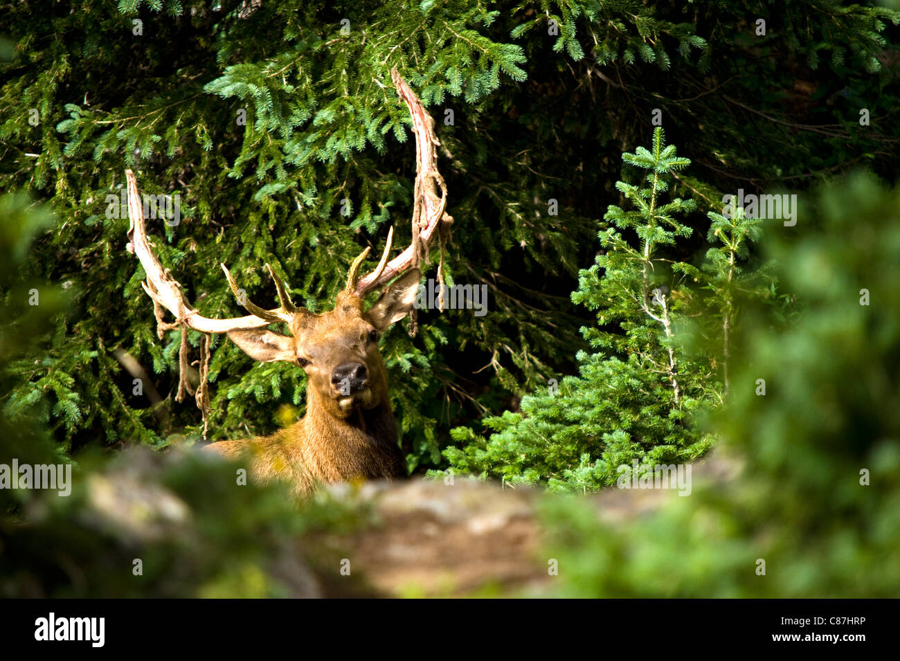 Un cervo compare improvvisamente in legno a Rocky Mountains National Park USA Colorado Foto Stock