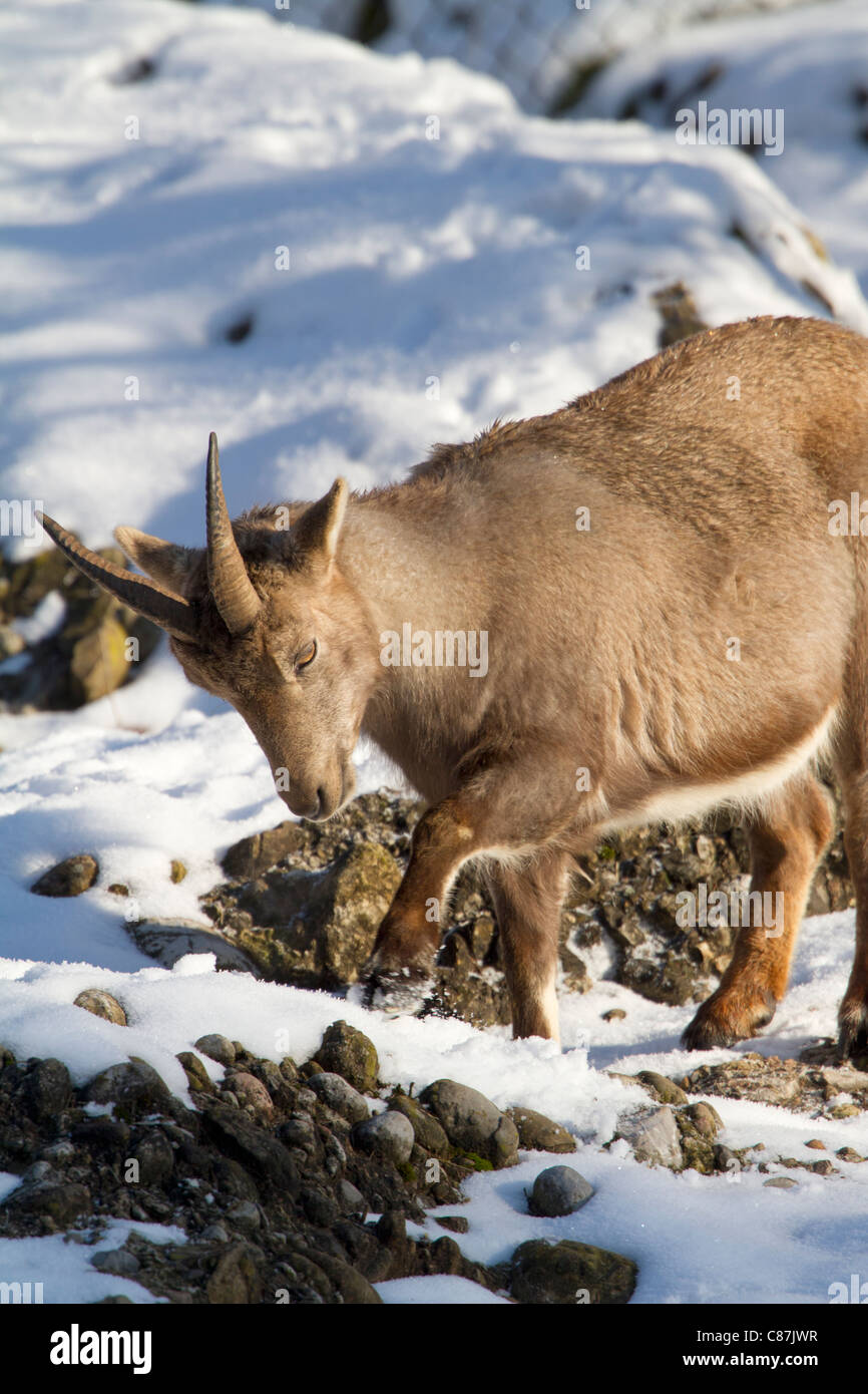 Stambecco delle Alpi (Capra ibex) Foto Stock